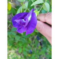 ANAK POKOK BUNGA TELANG  BIRU (Butterfly Pea Plant) CLITORIA-TERNA-TEA