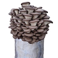 Mushroom Growing Kit Oyster Mushroom Seedling Kit Edible Mushroom Seedling Home Cultivation Mushroom