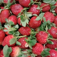 Buah Strawberry Fresh ( 1Kg ) /Strobery Fresh 1 Kg