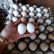 Telur berbenih ayam Arab