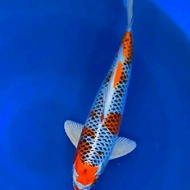 ikan koi kujaku size 35-40cm hiasan kolam
