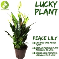 [Local Seller]Peace Lily Houseplant Lucky Plant Indoor Plant  Lucky Plant Potsize 8cm | The Garden Boutique - Live Plant