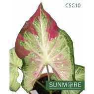 Sunmore | Caladium Shy Cool Thai Hybrid/ Morning sunlight/ Keladi Thai Hybrid pokok matang (Mature Plant)