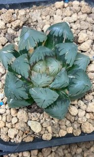 黑水晶玉露錦(多肉植物，塊根植物，球根植物，龍舌蘭，大型多肉植物，仙人掌，仙人球，仙人頭，石化，綴，菊水，海鮮，草球，牡丹，玉露，室內外，戶外，夠光)