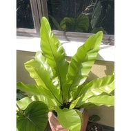 pokok paku langsuir baby.