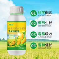 Corn Kernels Full Gold Sticks High-Produced Fat Corn Leaf Noodles Fat Strong Sprout Sticks Big Plump