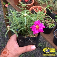 PROMO SUPER BUNGA KROKOT 3 - 5 BATANG TANAMAN KROKOT PORTULACA BUNGA GANTUNG SUTRA BOMBAY TANAMAN HI