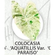 Colocasia Aquatilis : "Paraiso"