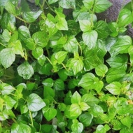 ♞Pansit-Pansitan (Uprooted) Per Piece