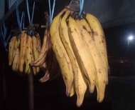 PISANG TANDUK MADU