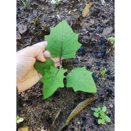 Anak Pokok Terung Asam Sarawak