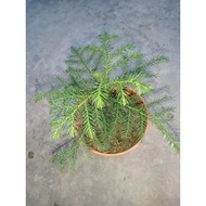 araucaria exelsa indoor plants