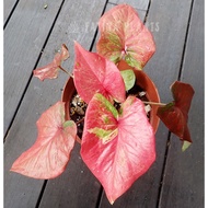 Caladium / Keladi Mix (Indoor/Outdoor Plant)