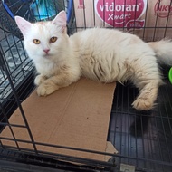 Kucing Munchkin Cebol Kaki Pendek Persia Betina Dewasa 10 Bulan