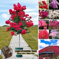 [Fast Germination] Colorful Lagerstroemia Seeds Flower Seeds (300 Seeds for Planting )  Aromatic Fra