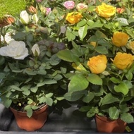 POKOK BUNGA ROS RENEK dwarf rose plant