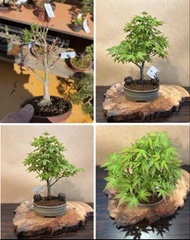 日本鹿島楓樹盆景