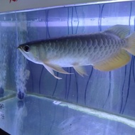 ikan arwana golden red blue based 25cm