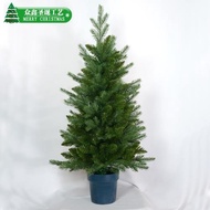 網紅同款仿真盆栽樹90CM小型圣誕樹PE+PVC加密櫥窗裝飾品迷你松樹