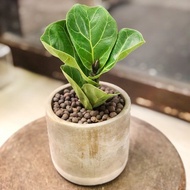 簡單生活 琴葉榕小品水泥盆 | 居家辦公好夥伴 WFH