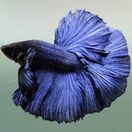 ปลากัด ฮาล์ฟมูน สีน้ำเงิน แข็งแรง ตรงปก พร้อมรัด คัดเกรด (มีรับประกัน)
