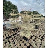AFRICAN TALISAY VARIEGATED SMALL GRAFTED