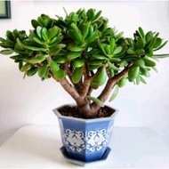 Sale Tanaman Hias Sukulen Crassula Ovata Jade Plant - Succulent- Pohon
