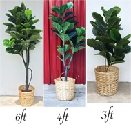 Artificial fiddle fig (ready stock)