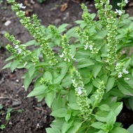 Pokok Kemangi / Lemon basil plant