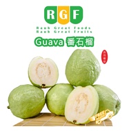 Sekinchan Grade A Fresh Lohan Guava jambu batu (1kg+ -)✅high levels of antioxidants