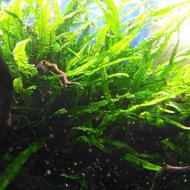 Kadaka Needle (Tanaman Aquascape)