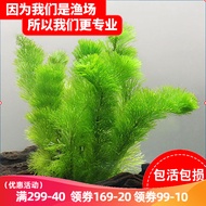 水草活体懒人草鱼缸造景水草活体套餐鱼缸水草有茎类水榕中后景真水草活体水草水族箱装饰小鱼缸造景 绿菊（5只一组）
