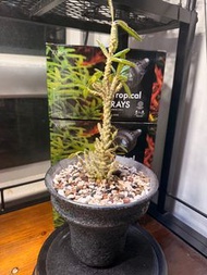 泡泡葉巨琉桑，連盆