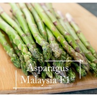 *Pot Friendly* Asparagus Seeds - 50 Seed *Pot Friendly* Tanam Pasu 芦笋种子 - Mango Garden Seeds