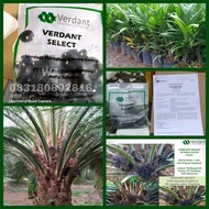 BIBIT KECAMBAH SAWIT VERDAT SELECT ASLI UNGGUL BERSERTIFIKAT KUALITAS TERBAIK SUPER UNGGUL
