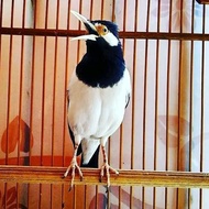 burung jalak suren gacor