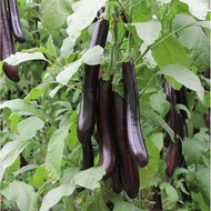Fast Germination 30pcs Bonsai Eggplant Vegetable Seeds ​for Sale Vegetable Plants Seed Vegetable See
