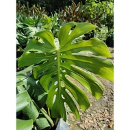 Monstera Deliciosa (pokok hidup)