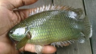 Ikan betok Ikan betik Ikan papuyu