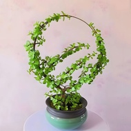 Bonsai Shape Dedicated aluminum wire aluminum wire Shaped Pan Tie wire wire Making Plastic Plate Tie