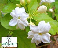 GNC Real Plant Flower Jasmine Plant Bunga Melur Live Pokok Bunga Melur Wangi Pokok Jasmin Jasmine Fl