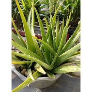 ALOE VERA/LIDAH BUAYA