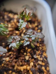 娜娜乳香 Boswellia nana 本地實生稀有索科特拉島多肉植物 小樹苗