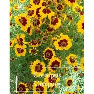 🌞Creeping Coreopsis Seeds | 300 Seeds | Golden Daisy | WOKU Type | Ground Cover