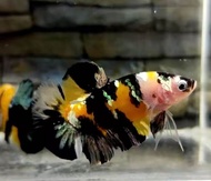 YKC (yellow koi copper)/ Grad A murah Quality++