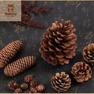 5-7 CM Hamster Bites Pine ConePine - Dry Pine Cage Decoration 5-7 CM
