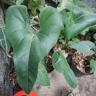 anthurium corong