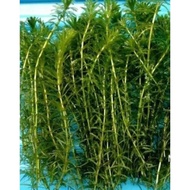 ✅Aquarium Aqua Plants- Egeria Densa Unpotted 水薀草/蜈蚣草