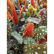 Begonia Maculata Polka Dot Indoor House Home Potted Plant Landscaping Gardening