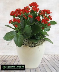 Florist Kalanchoe Red Beauty (Limited Stocks Only) with FREE garden soil, plastic pot and marble chi